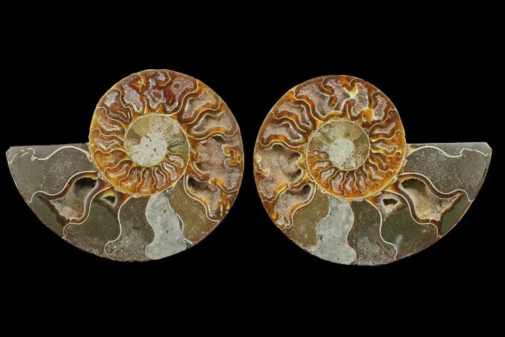 Bargain, Cut & Polished Ammonite Fossil - Madagascar #148041